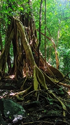 Excursi�n para la observaci�n de gibbones en libertad