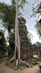 Templo Ta Prohm