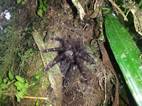 Tarántula en la puerta del nido, Parque Nacional Volcán Tenorio
