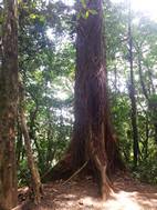 Parque Nacional Volcán Tenorio