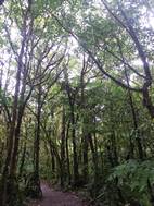Parque Nacional Volcán Tenorio