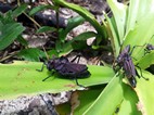 Parque Nacional Cahuita