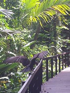 Buitre negro, Parque Nacional Cahuita