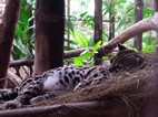 Ocelote, Jaguar Rescue Center Foundation