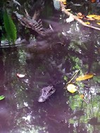 Caiman, Jaguar Rescue Center Foundation