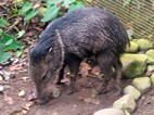 Cerdo salvaje, Jaguar Rescue Center Foundation