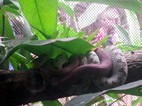 Serpientes, Jaguar Rescue Center Foundation