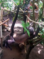 Mono aullador, Jaguar Rescue Center Foundation