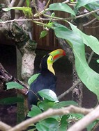 Tucan, Jaguar Rescue Center Foundation