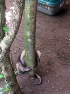 Oso hormiguero, Jaguar Rescue Center Foundation