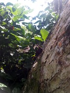 Parque Nacional Cahuita