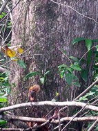Ardilla comiendo bayas, Parque Nacional Cahuita