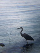 Garza común, Parque Nacional Cahuita