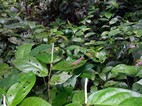 Pequeño lagarto posado sobre una hoja, Parque Nacional Cahuita