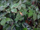 Una araña de la grandes, Parque Nacional Cahuita