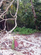 Parque Nacional Cahuita