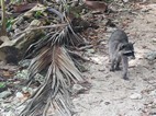 Mapache en el Parque Nacional Cahuita