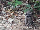 Mapache, Parque Nacional Cahuita