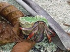 Caracol ermitaño, Parque Nacional Cahuita