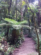 Reserva Biológica Bosque Nuboso Monteverde