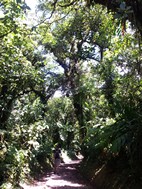 Reserva Biológica Bosque Nuboso Monteverde