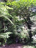 Reserva Biológica Bosque Nuboso Monteverde