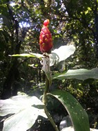 Reserva Biológica Bosque Nuboso Monteverde