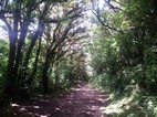 Reserva Biológica Bosque Nuboso Monteverde