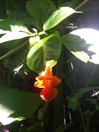 Reserva Biológica Bosque Nuboso Monteverde