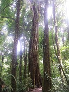 Reserva Biológica Bosque Nuboso Monteverde