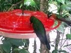 Jardín del Café Colibrí