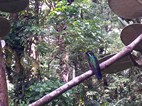 Jardín del Café Colibrí