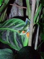 Frog Pond Ranario, Santa Elena
