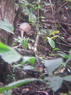 Armadillo, PN Manuel Antonio