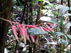 Parque Nacional Manuel Antonio