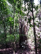 Camino entre el denso bosque, PN Manuel Antonio