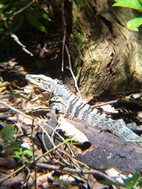 Iguana, PN Manuel Antonio