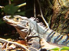Iguana, PN Manuel Antonio