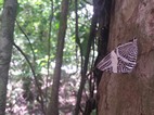 Mariposa, PN Manuel Antonio