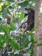 Mapache haciendose el muerto, PN Manuel Antonio
