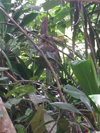 Mono perezoso, PN Manuel Antonio