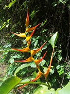 Helicondas, PN Manuel Antonio
