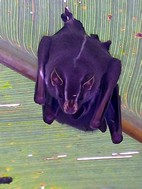 Murcielagos colgando bajo la hoja de un helecho, PN Manuel Antonio