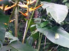 Pequeña rana arborea sobre una hoja de helecho, PN Manuel Antonio