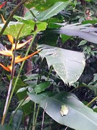 Pequeña rana arborea sobre una hoja de helecho, PN Manuel Antonio
