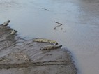 Cocodrilos bajo el puente sobre el río Tárcoles