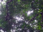 Araña hilo de oro, Parque Nacional Rincón de la Vieja