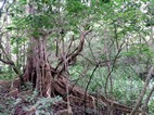 Parque Nacional Rincón de la Vieja