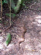 Boa constrictor de 2 mts de largo, Parque Nacional Rincón de la Vieja