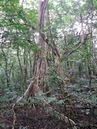 Parque Nacional Rincón de la Vieja